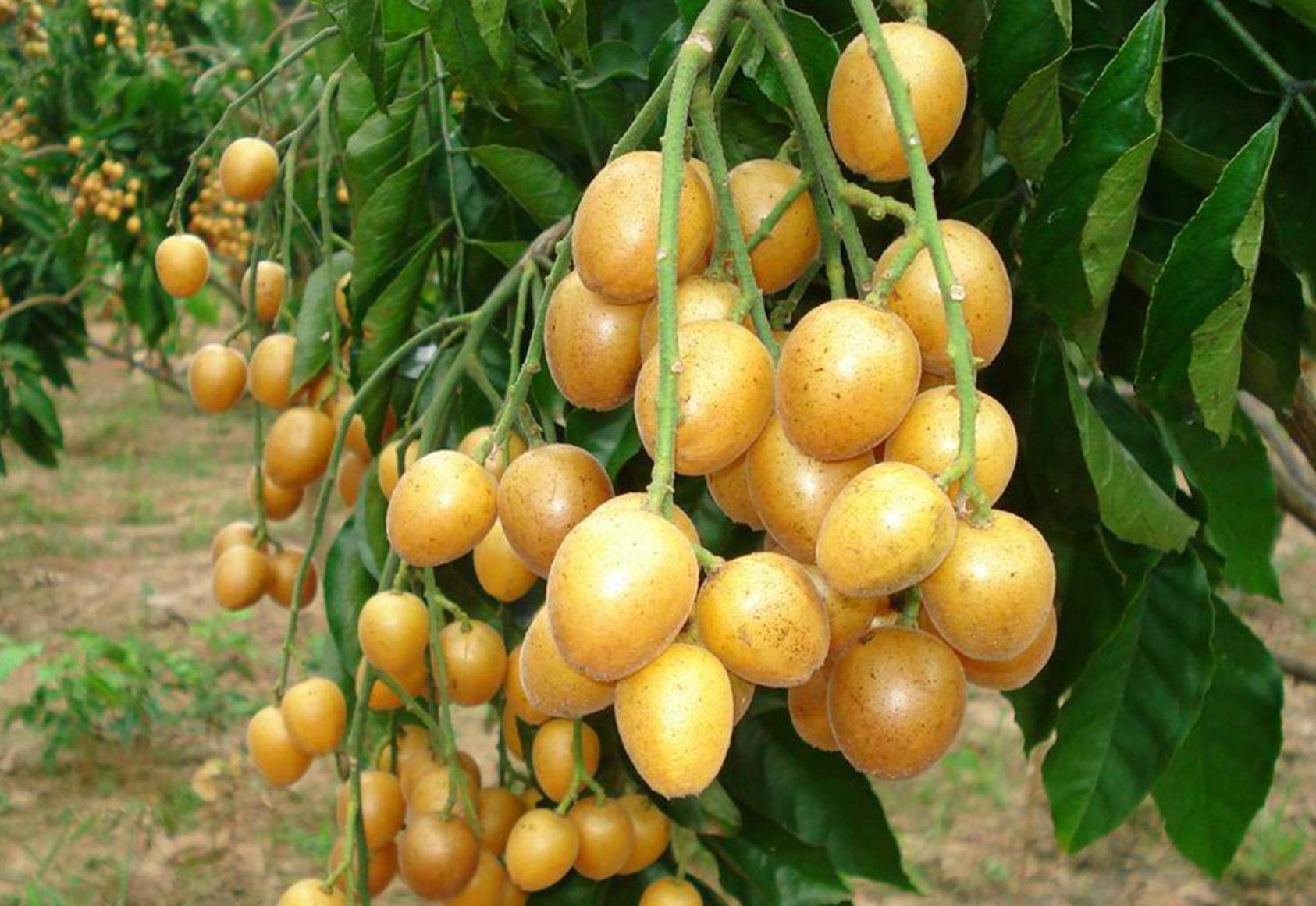 出道即巅峰黄皮