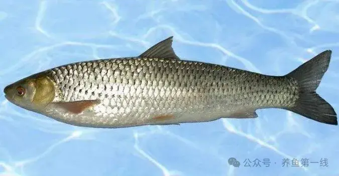 水生生物图文欣赏(41)：鲤科雅罗鱼亚科7种：丁鱥（丁桂）、赤眼鳟、鳡鱼、鯮鱼、鳤鱼、赤梢鱼、拟赤梢鱼