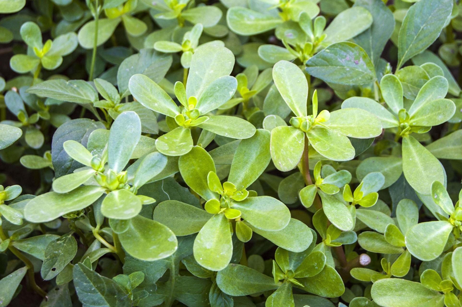 农村8种野菜,要多吃别错过,很多人都在寻找,你吃过几种?