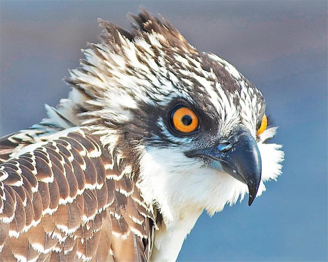 珠江口现神秘猛禽虎爪鹰身锁定水下5米的鱼吃完飞水面洗脚