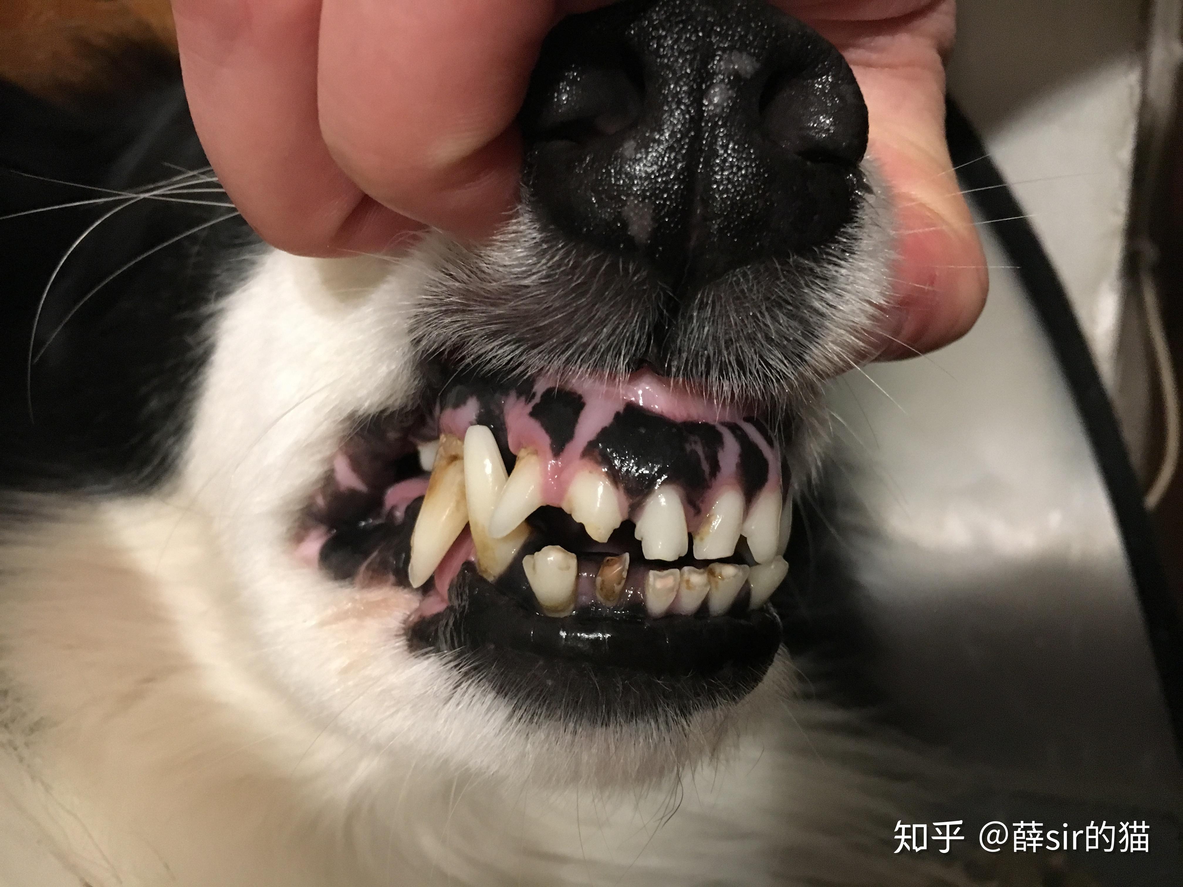 老年犬的那口牙