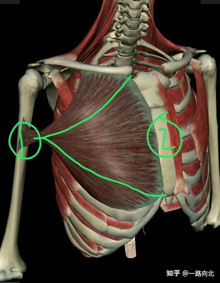 胸肌解剖影響胸肌面積和厚度的是胸大肌,也就是說我們練胸主要練的是