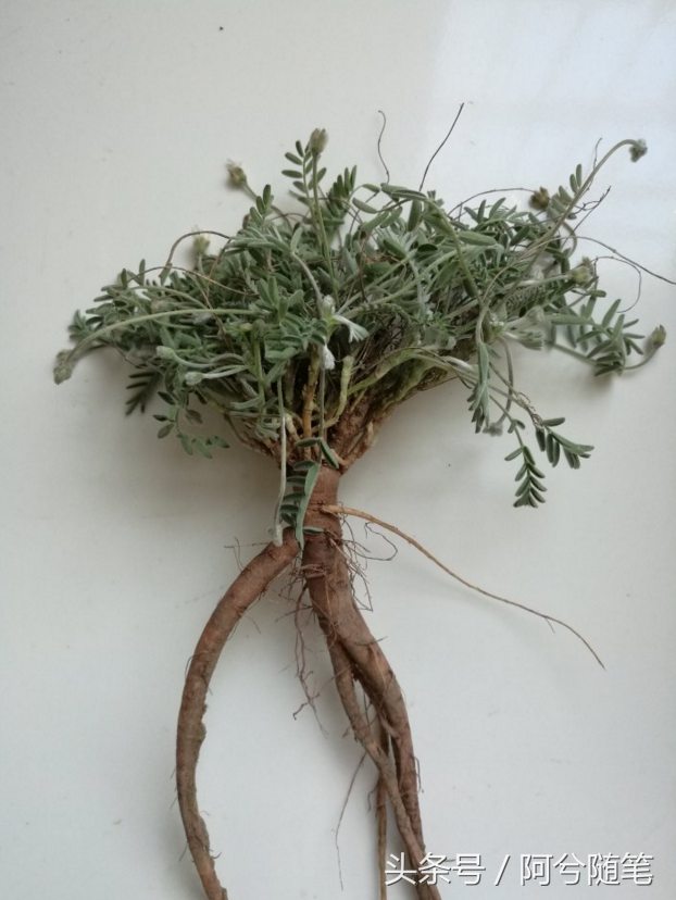 有一种草药治淋巴农村这种野草名字吓人