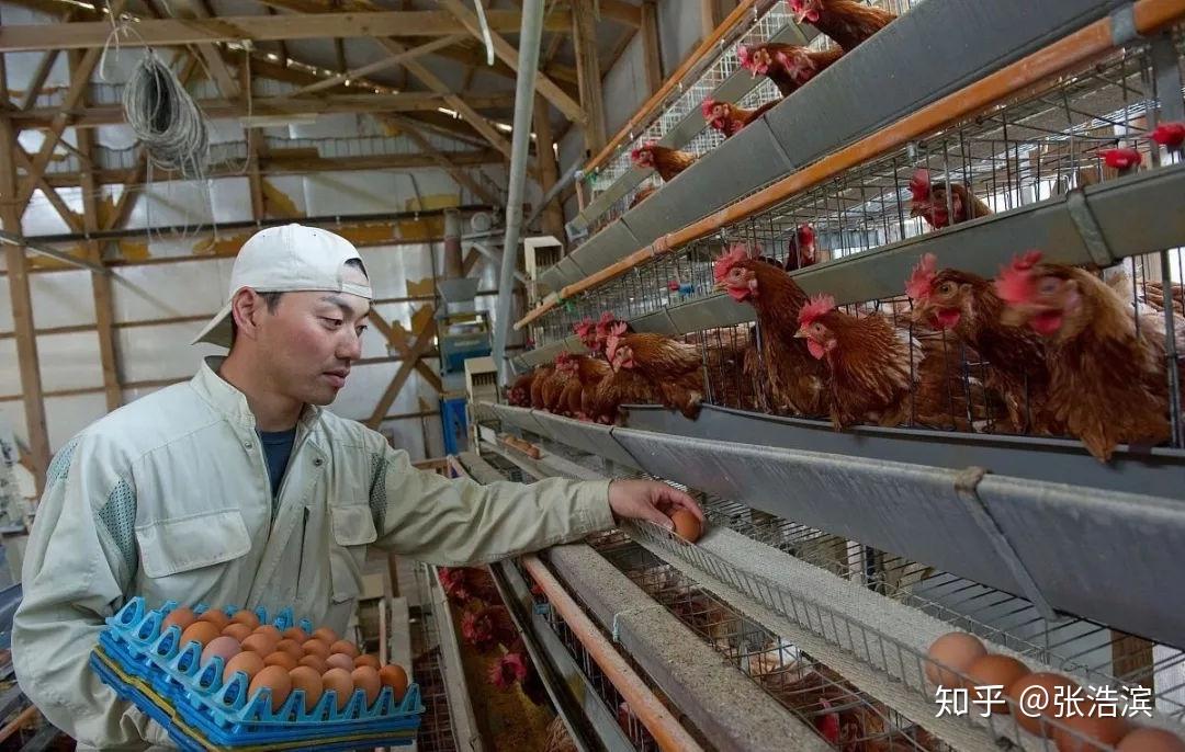 雞舍溫熱潮溼,通風不良,飼養密度過高以及墊料反覆使用等都會使氨濃度