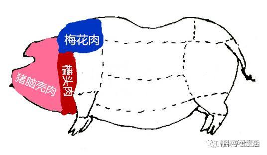 猪肉分割示意图 - 知乎
