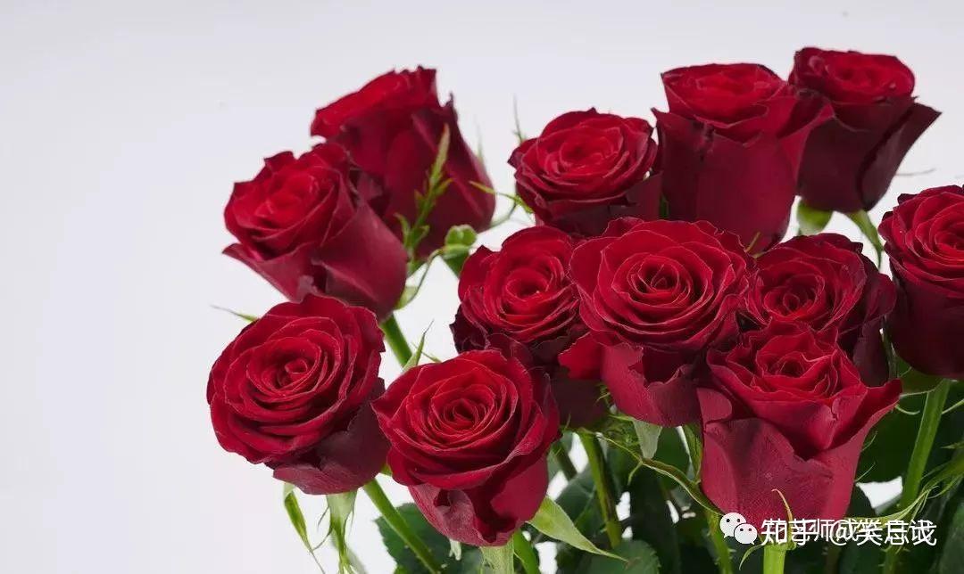 高原红玫瑰国人最爱的丝绒红花型优雅花色饱满浑厚