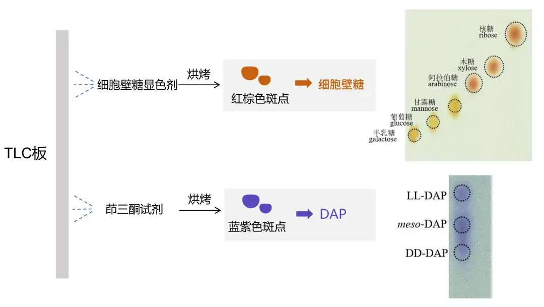 CICC微生物化学组分分析丨第三期:细胞壁糖与DAP组分分析 - 知乎