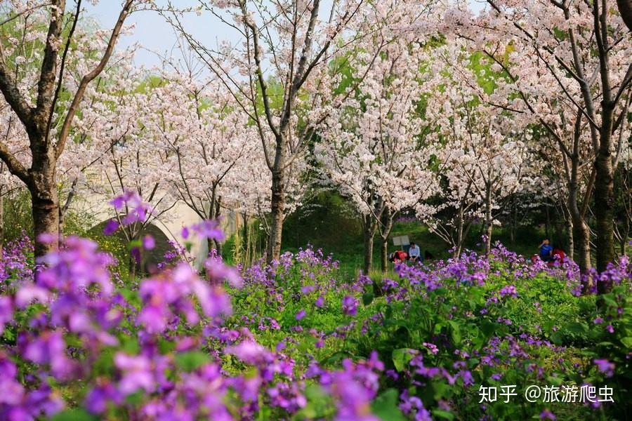 上海春季賞花攻略最美賞花好去處