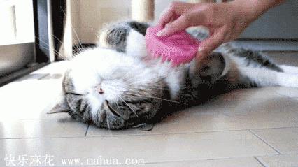 有什么办法让猫不在一个地方拉屎 v2-84e6318f72ab70e159431b2ec9ed4f4b_r.jpg