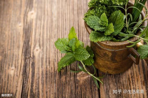 盆栽薄荷种起来 一盆轻松变十盆 还有大用处 知乎