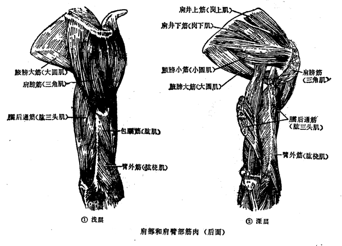 筋柔才能骨正 要正骨先揉筋 那么人体的筋肉你知道多少呢 知乎