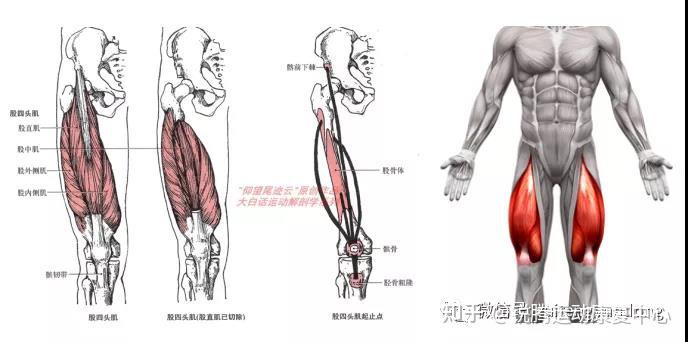 股內側肌是股四頭肌偏內側的部分,同另外三個部分向下形成一個腱(肌腱