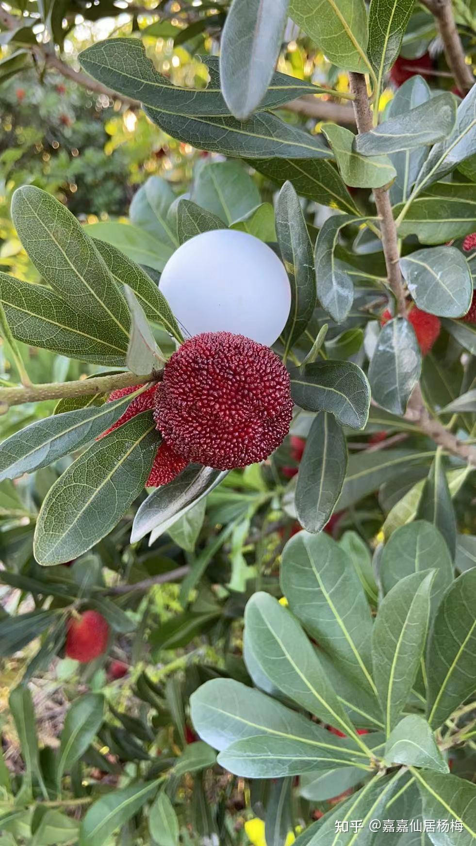 杨梅成熟了 - 知乎