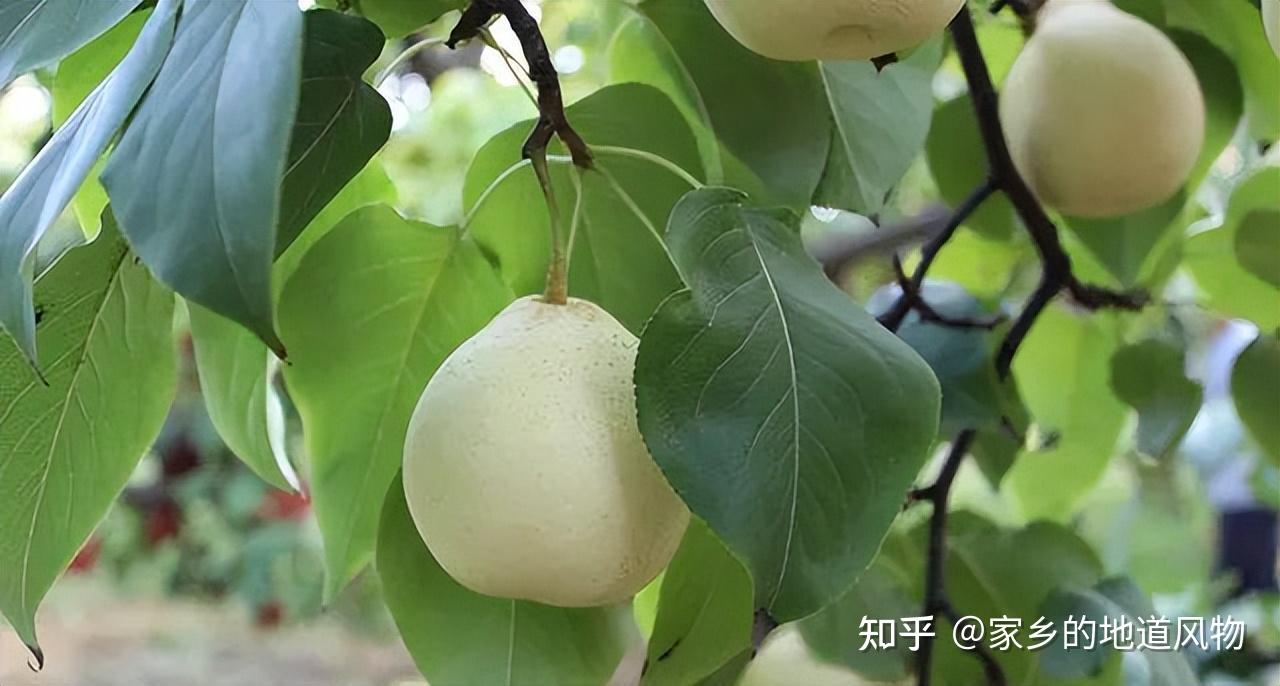 全国哪里的梨好吃?这些地方的梨都很有名 - 知乎