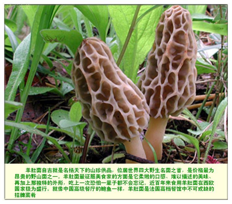 羊肚菌常识 人工羊肚菌和野生羊肚菌的区别 知乎 羊肚菌常识 人工羊肚菌和野生羊肚菌的区别 知乎