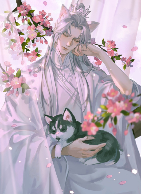 二哈和他的白猫师尊壁纸合集 知乎