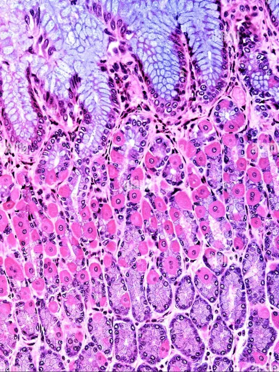 更新机制:干细胞位于胃小凹底部,每3