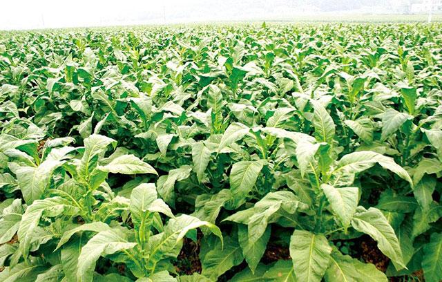 烟草追施什么肥料好烟草用哪些肥料好烟草专用增产叶面肥昆仑风