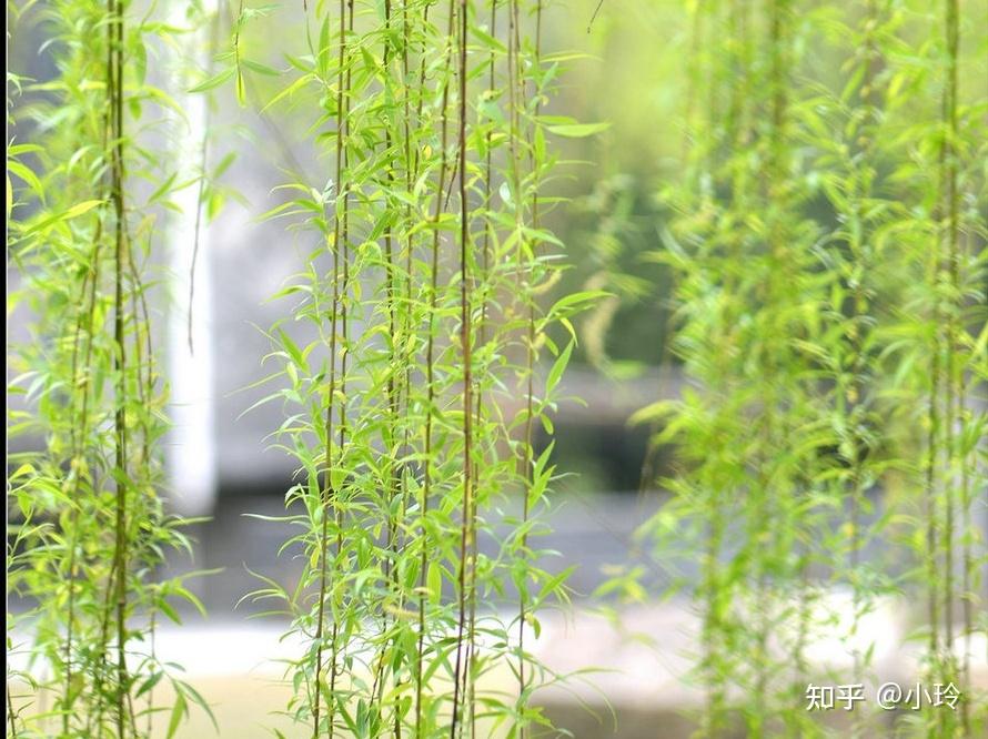 每日中药——柽柳 - 知乎