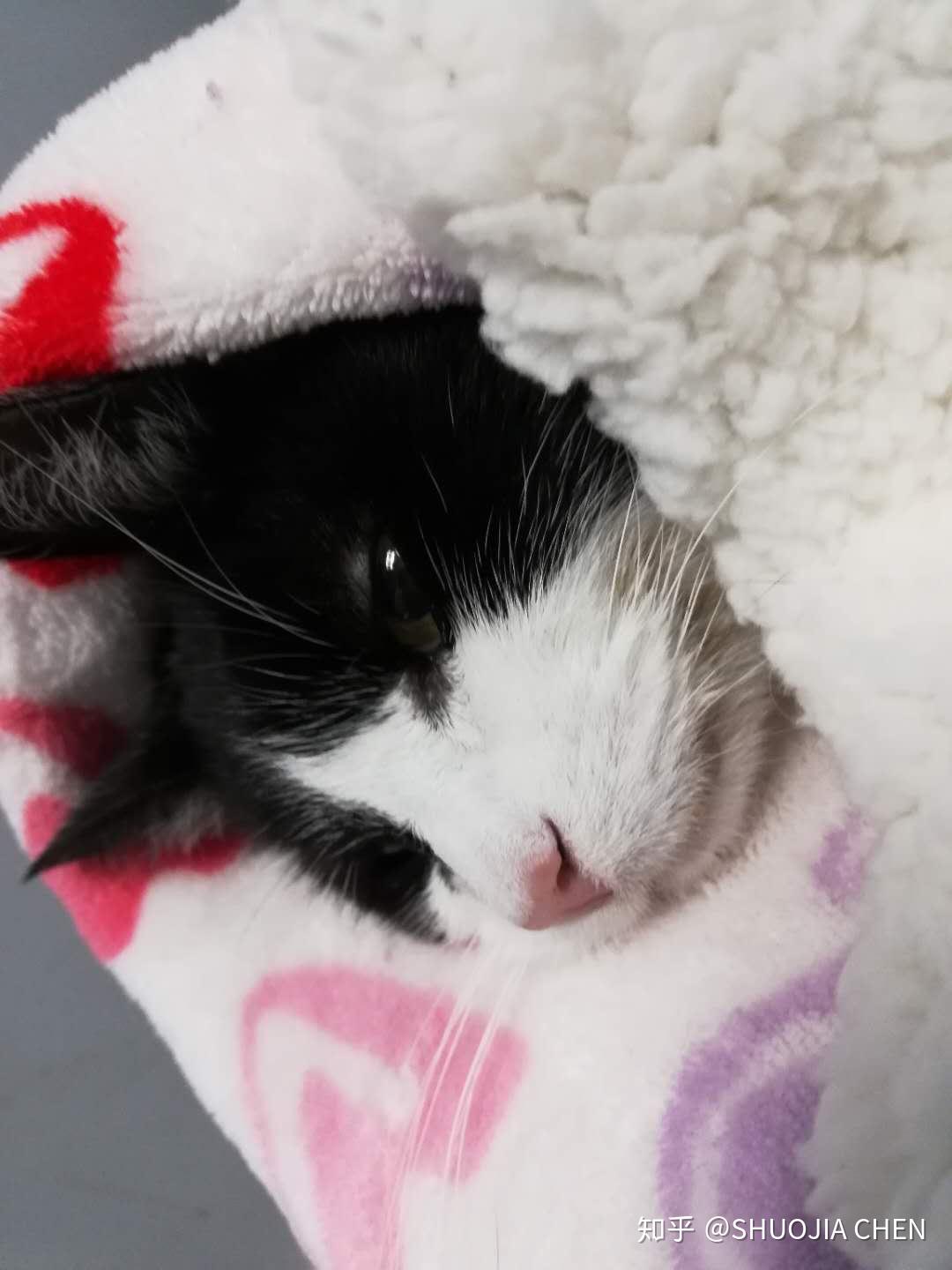 心脏病老母猫的康复路