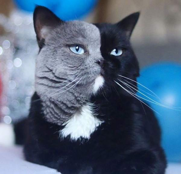 火爆全网的阴阳脸英短如今怎么样了看到它的孩子我懵了