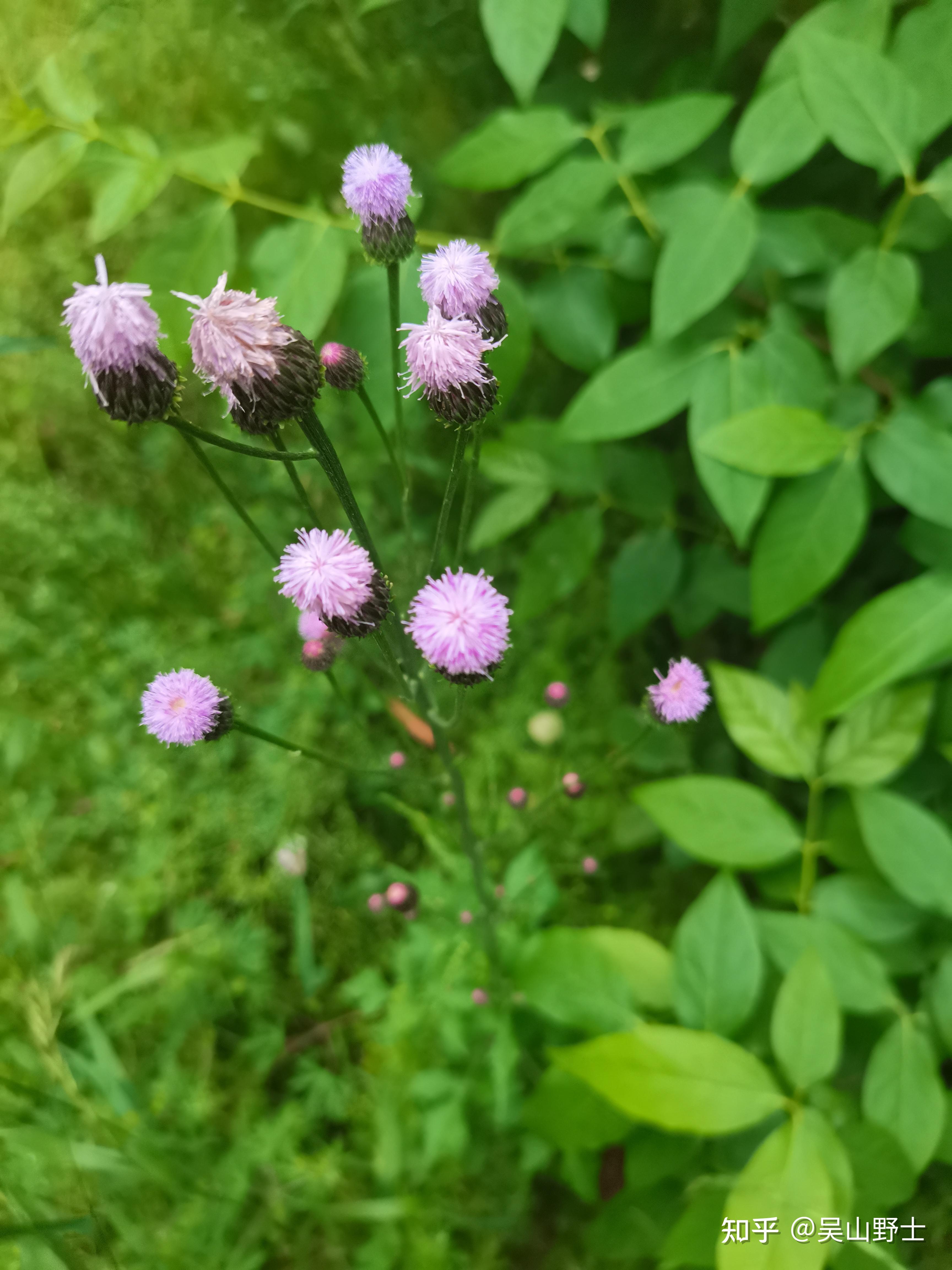 泥胡菜別名:苦馬菜,牛插鼻,石灰菜,糯米菜,貓骨頭,剪刀草,絨球,苦郎頭