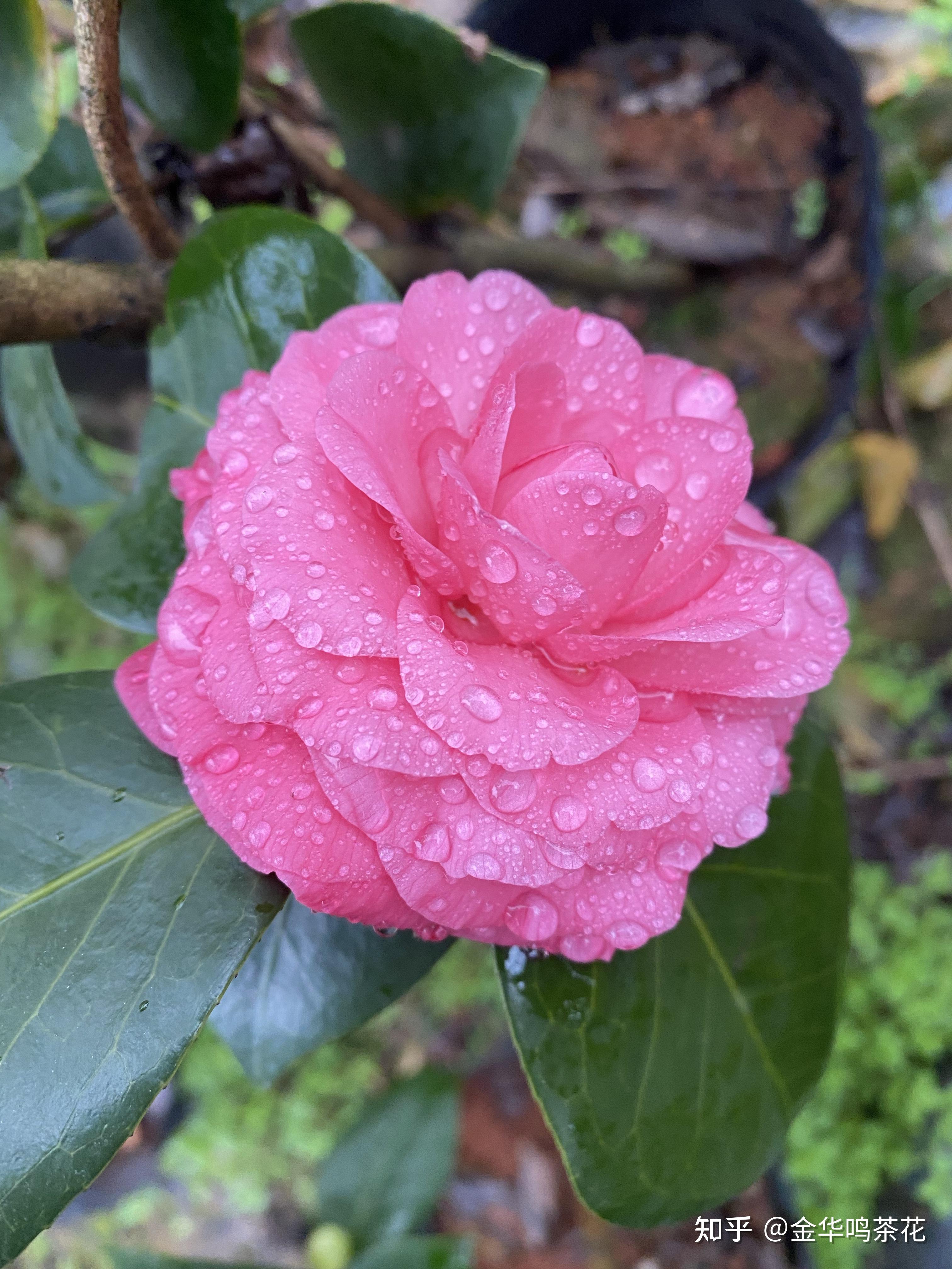 红嫦娥彩茶花 - 知乎