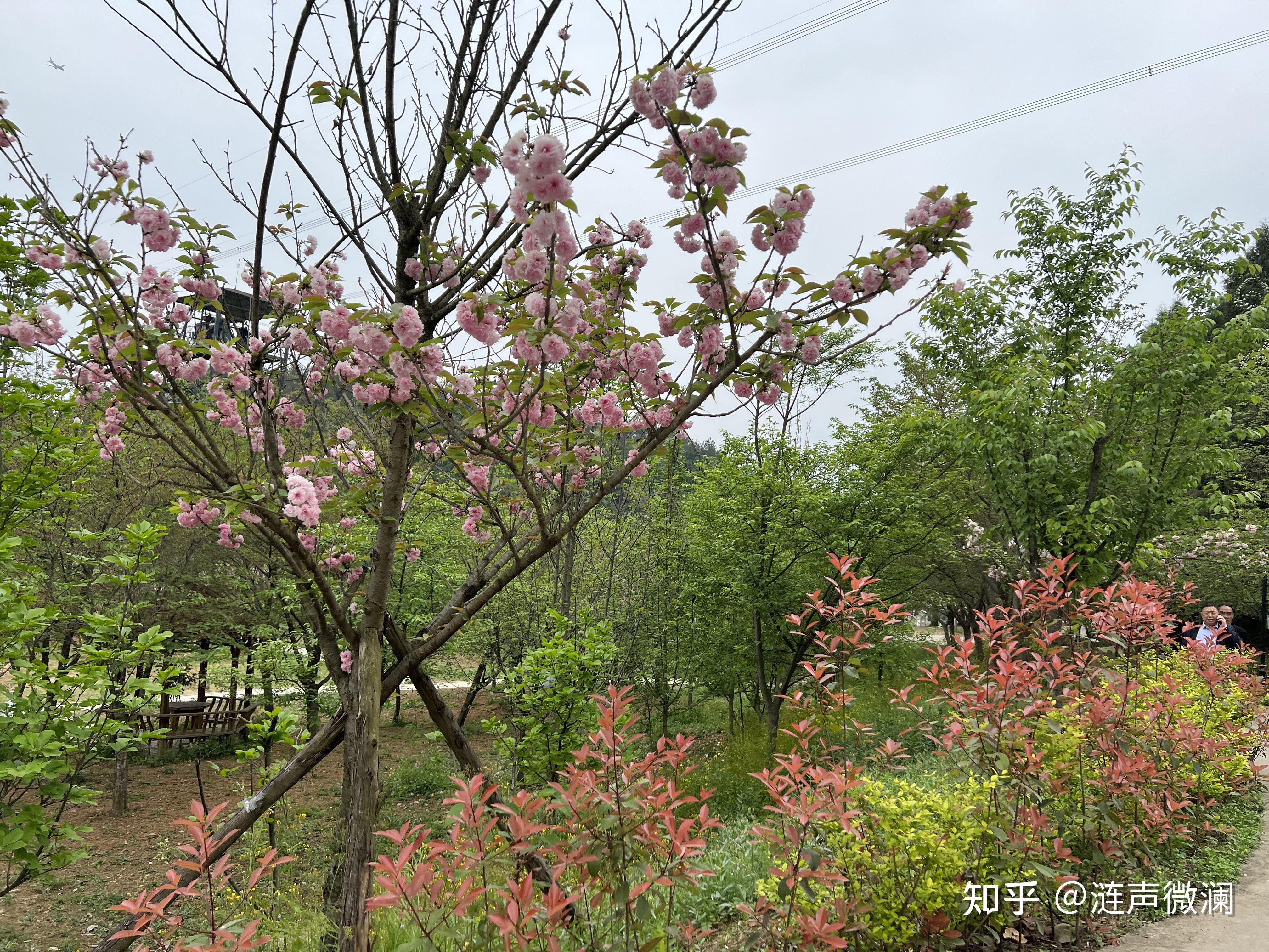 绵阳樱花谷风景区图片