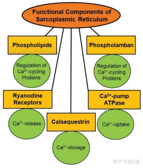 离子通道系列——钙离子 - 知乎