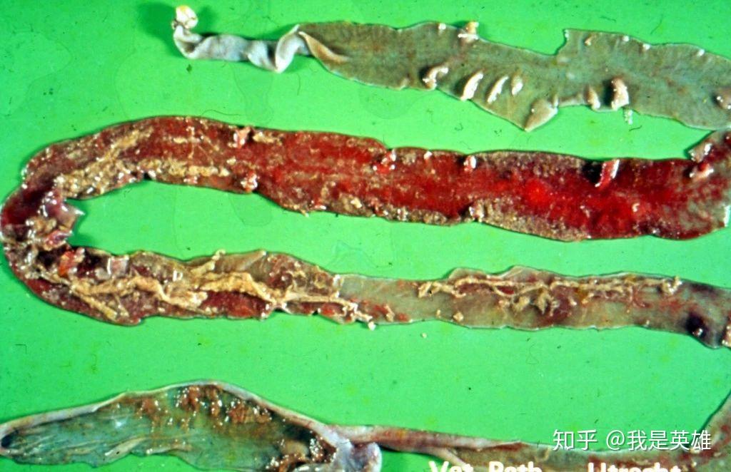 猫泛白细胞减少症猫瘟深度指南