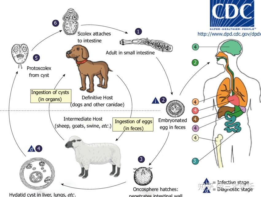 说道囊虫病,就顺便说下另一个病吧.