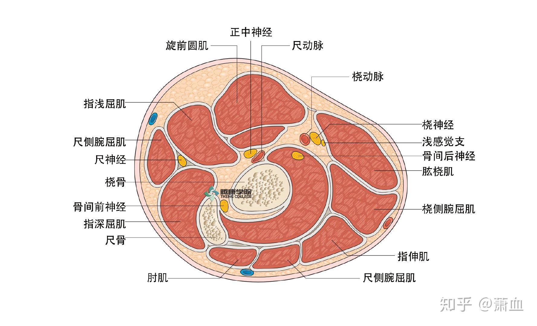 桡神经应用解剖