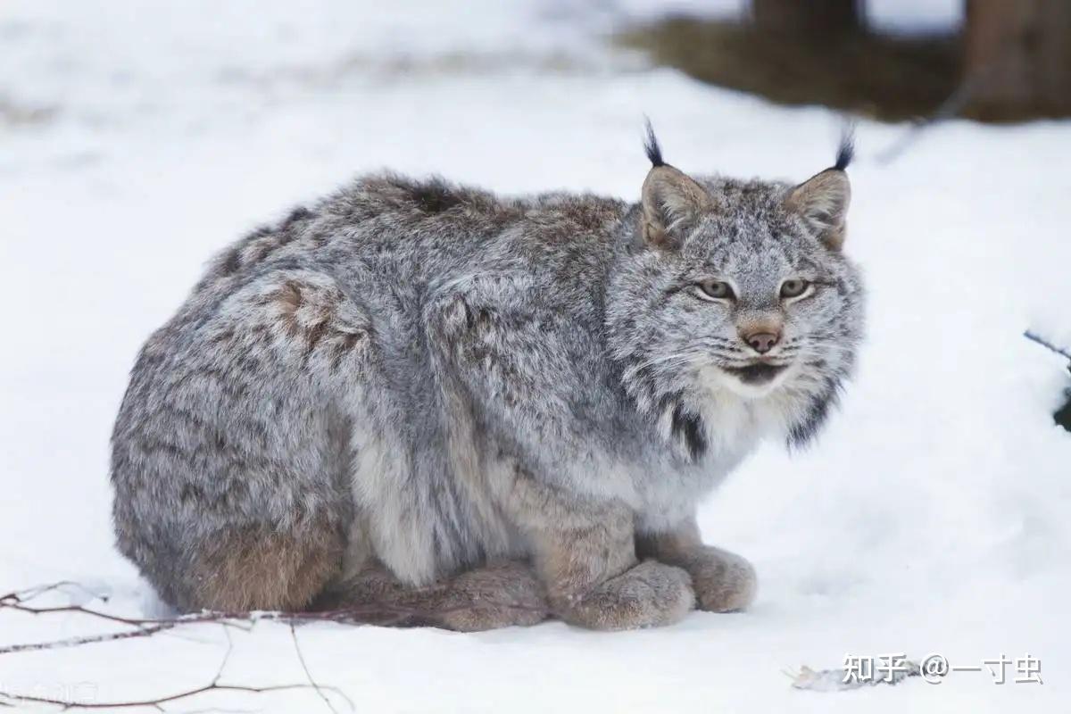 猞猁的难言之隐:冬季山里的无冕之王,杀狼捕鹿,却严重依赖雪兔