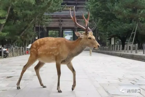 日本鹿（和鹿） 3段角-