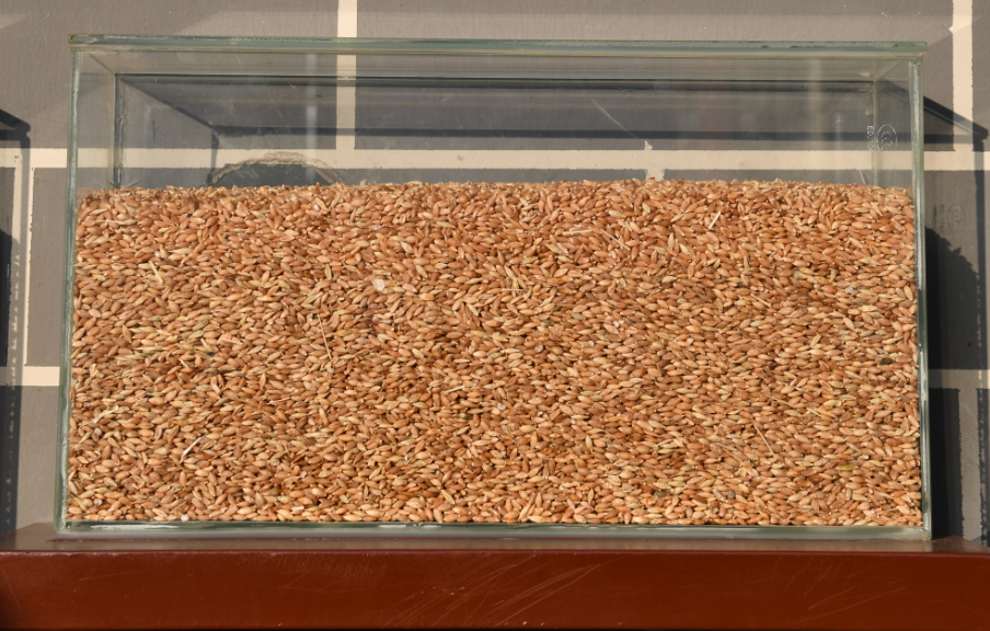 青稞是能脱壳的裸大麦