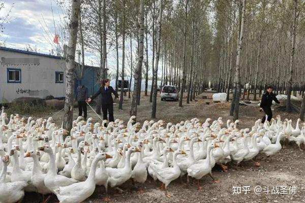 下雪找大鹅图片大全图片