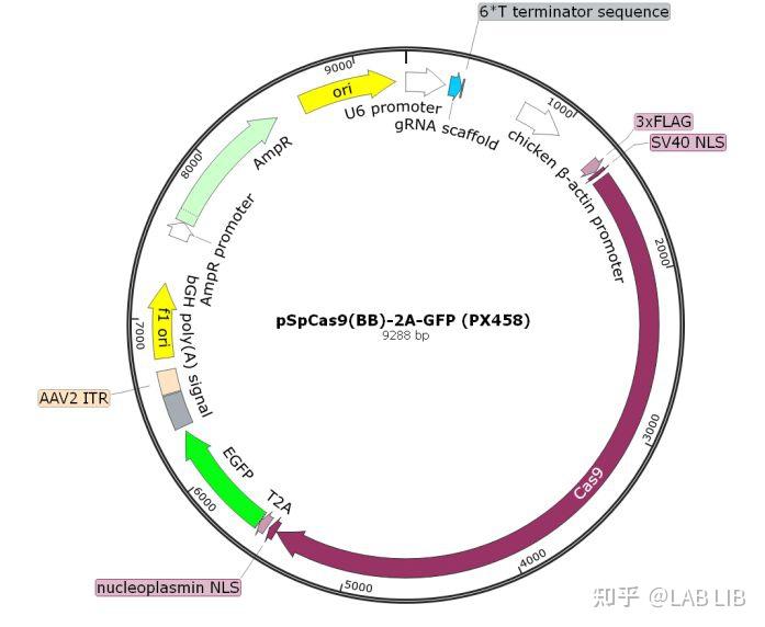 CRISPR-Cas9个人笔记 - 知乎