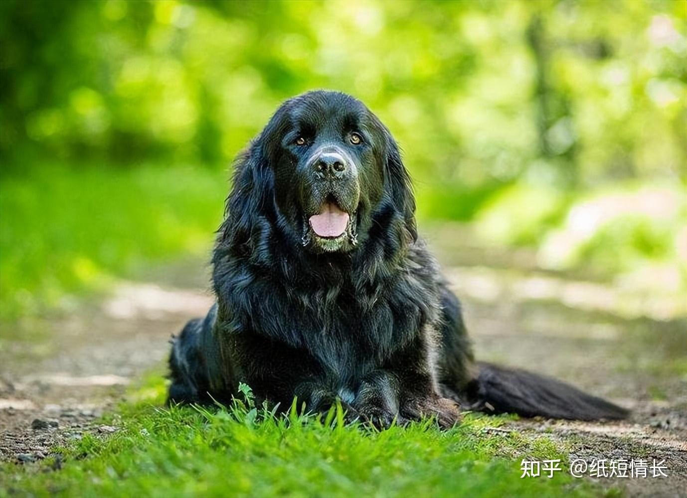 六种温顺好养的狗狗