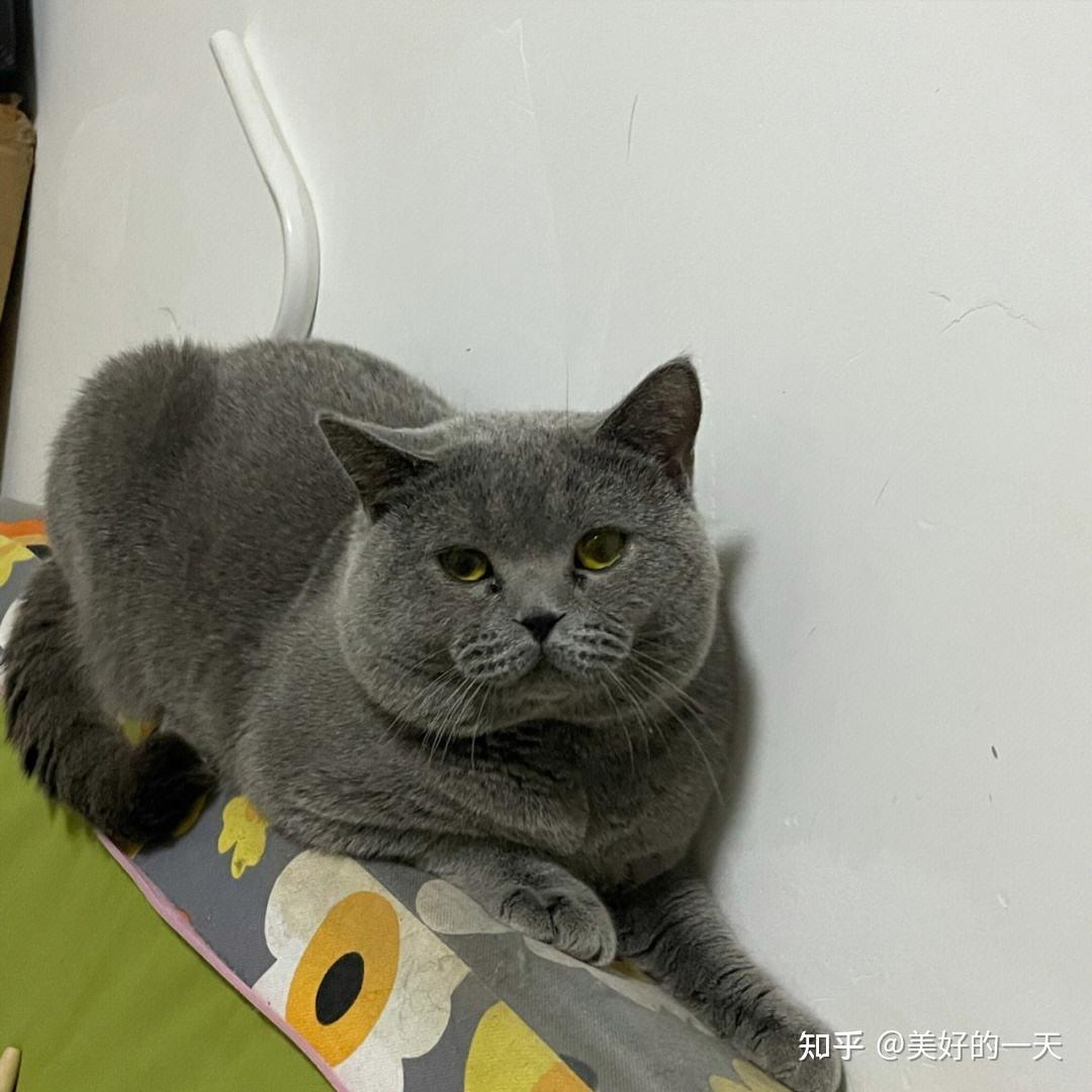 蓝猫弃养率这么高离不开这7个原因非常现实