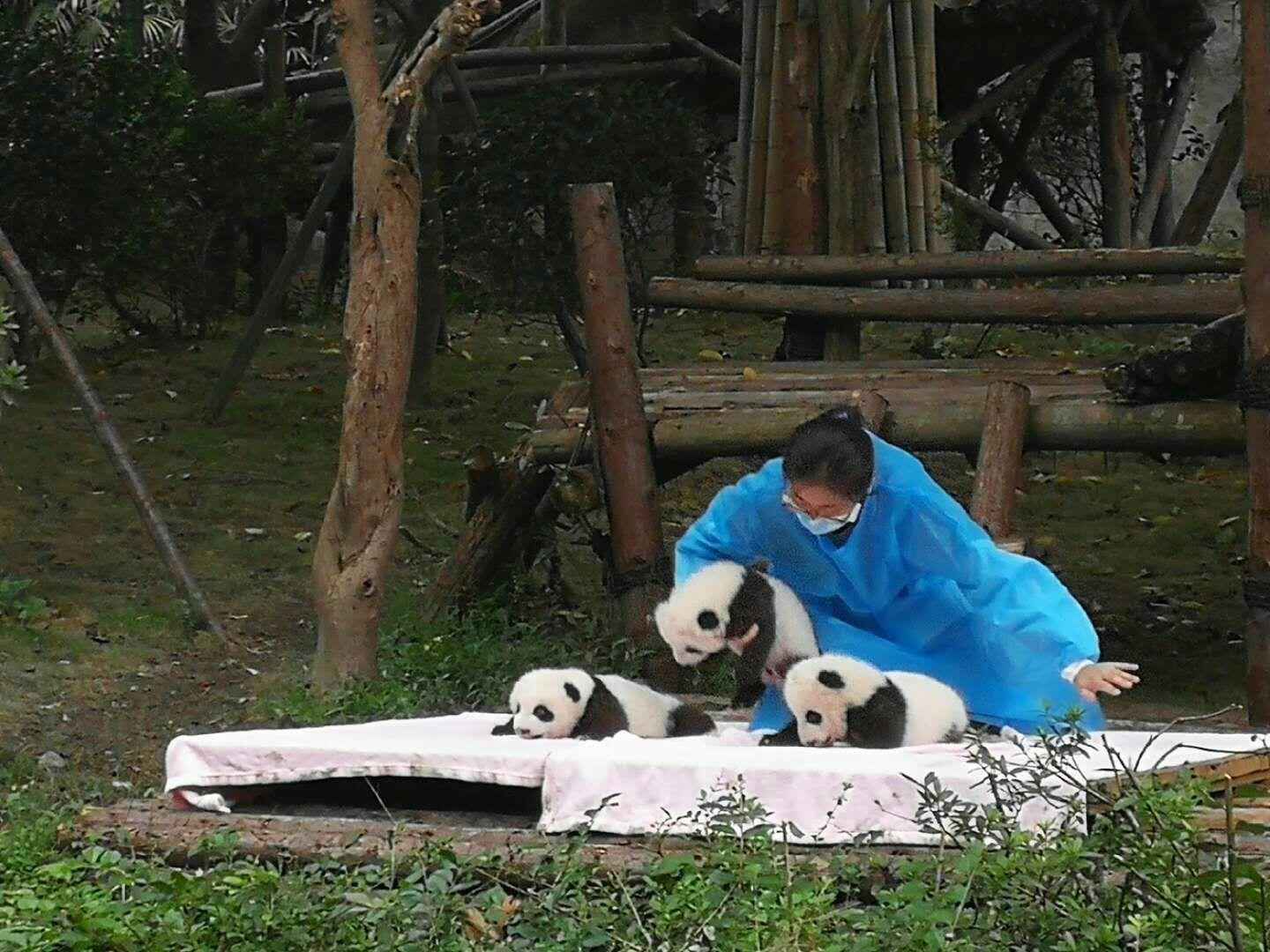 可爱的大熊猫高清图片下载-正版图片500650617-摄图网