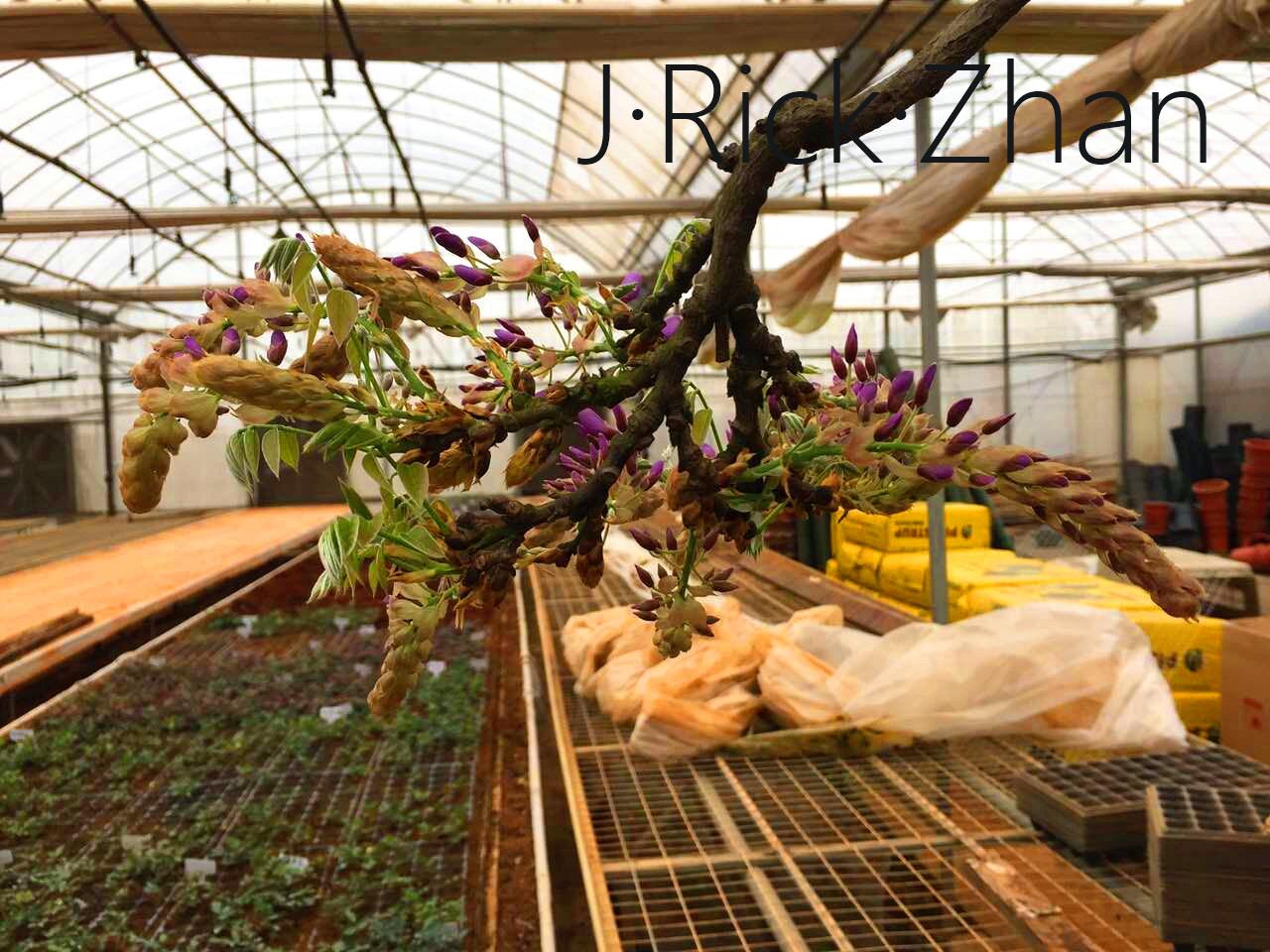 丰花紫藤该如何种植修剪打理
