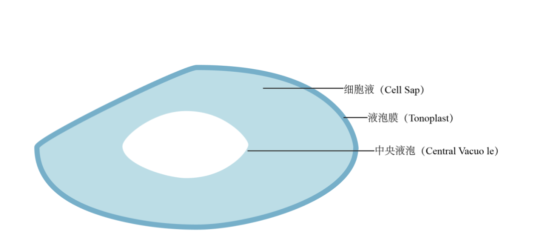 01 液泡绘制