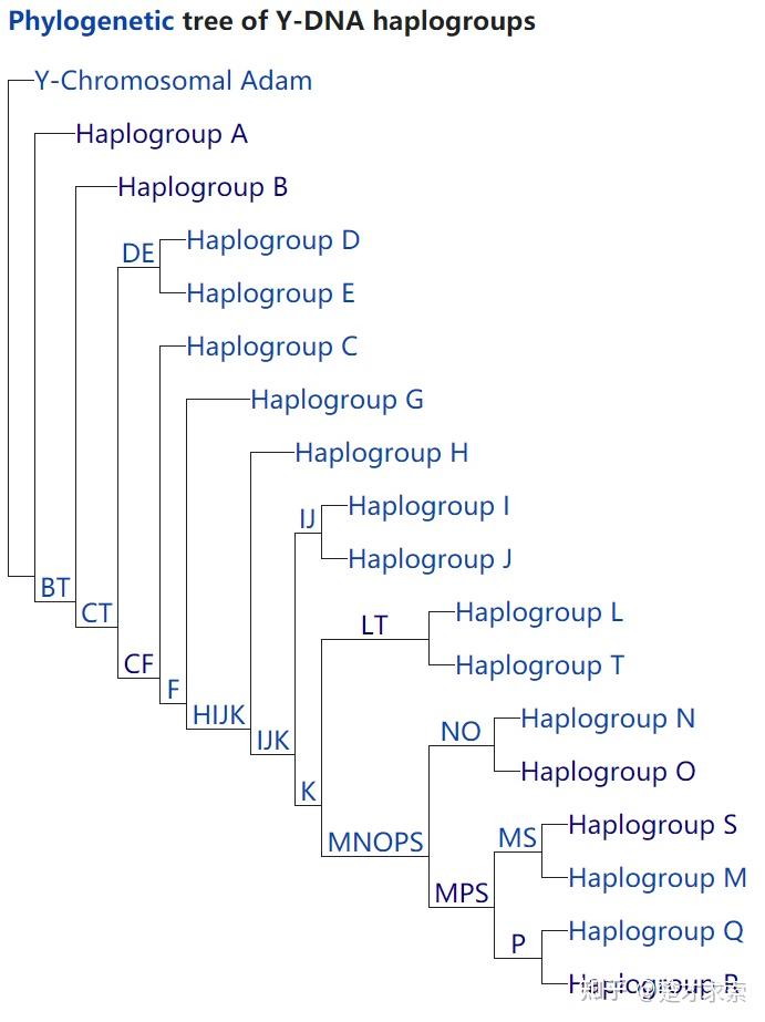 人类y染色体dna单倍群的基因进化树
