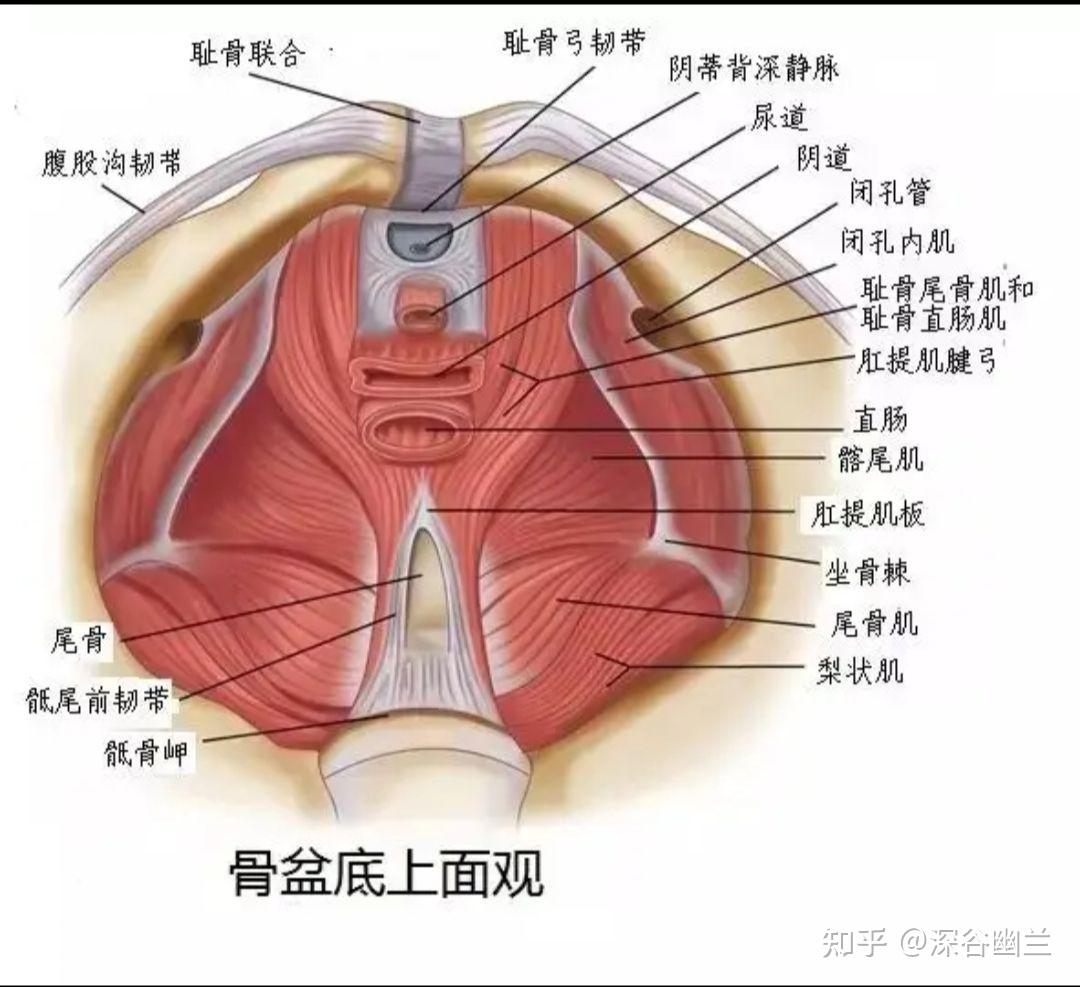肌筋膜经线之前深线