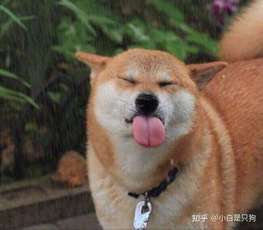 狗狗为啥会吐舌头,不仅仅是散热那么简单!