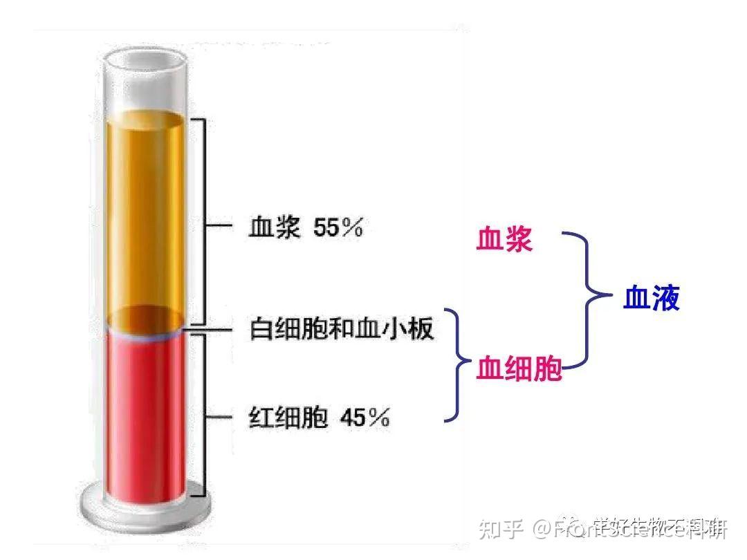 【辨析】血液、血浆、血清、血细胞的区别 - 知乎