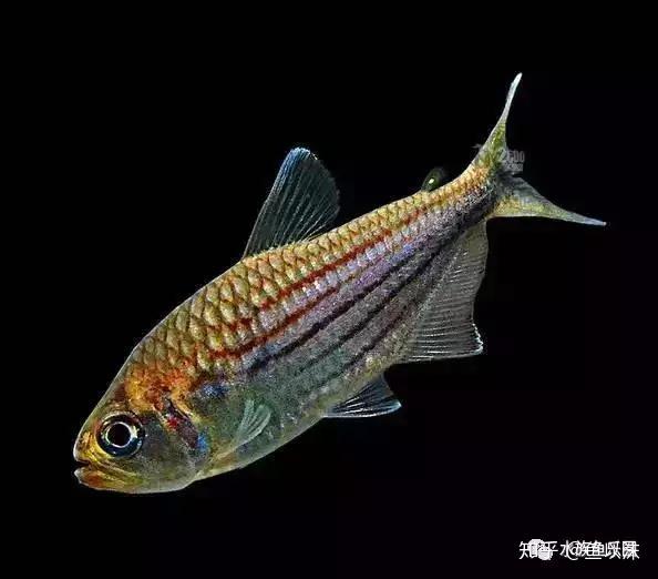 罕见的原生观赏鱼 - 知乎