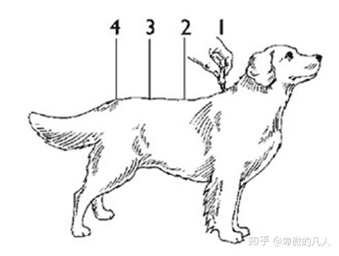 狗狗得跳蚤是什么样子的?怎么才能治好 知乎