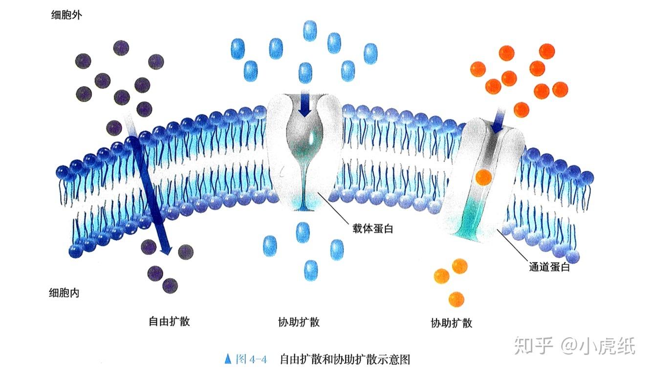 高中生物中的轉運蛋白載體蛋白通道蛋白怎麼區分