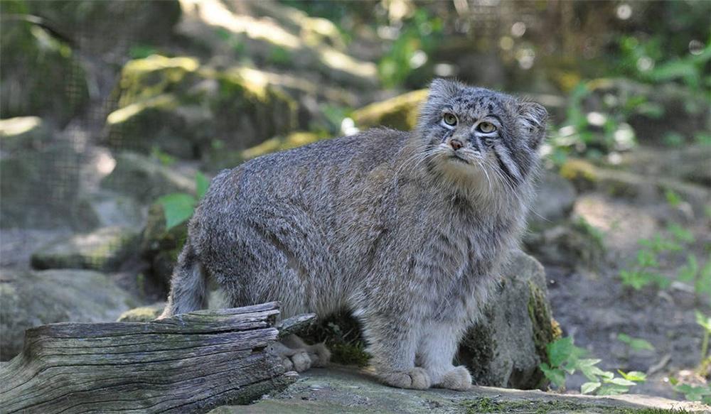 青海出现一只兔狲,遭藏狐挑衅围攻,隆起身子备战,挥爪打跑藏狐 - 知乎